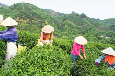 Darjeeling-te: En smagfuld affære 