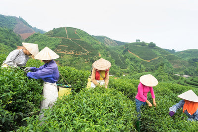 Forudbestil Darjeeling 1st Flush nu! 
